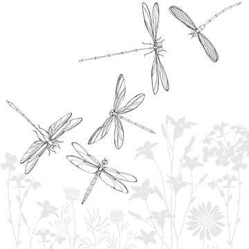 Summer background with silhouettes of meadow flowers and contour drawn by hand dragonflies. Monochrome vector illustration.