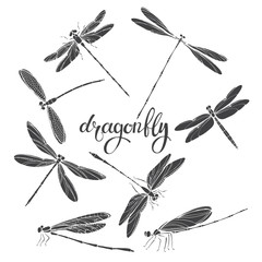 Dragonfly. Silhouettes. Vector  illustration on white background. Isolated elements for design, eight insects.