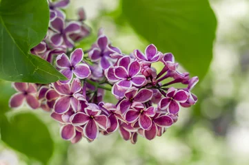 Photo sur Plexiglas Lilas lilas violet sur fond vert agrandi. Mise au point douce.