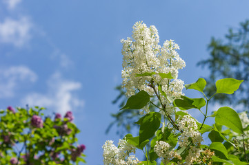 Flowers of white lilac on a blue sky background