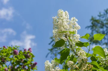 Foto op Plexiglas Sering Bloemen van witte lila op een blauwe hemelachtergrond