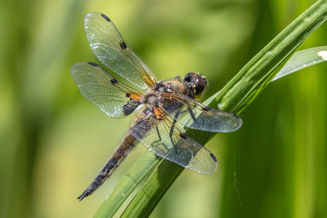 vierflecklibelle