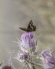 Palamedes Swallowtail Butterfly on pink thistle flower head in a natural landscape background