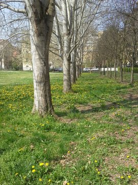 Giardini