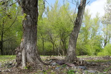 Fototapeta premium forest