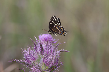 Palamedes Swallowtail Butterfly on pink thistle flower head in a natural landscape background