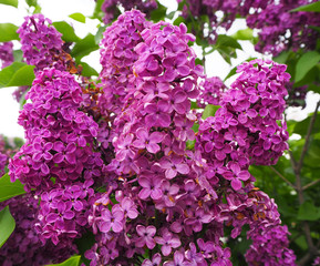 Branch of lilac purple flowers with green leaves. Spring summer background