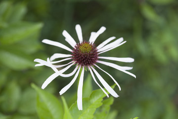 Pale Purple Coneflower with a green natural landscape in background