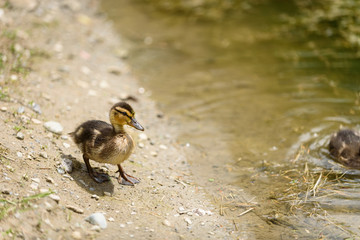 Naklejka na ściany i meble Baby mallard duck walking in the dirt next to a pond 
