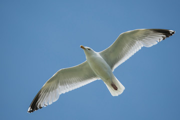 Herring Gull, Sea  Gull, Gulls