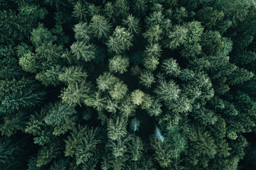 Aerial view of pine forest