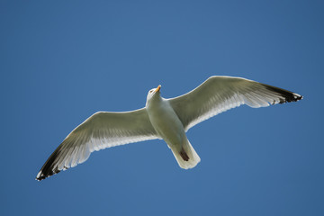 Herring Gull, Sea  Gull, Gulls