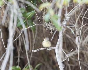 Palm Warbler Bird in a natural landscape