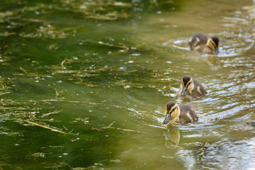 Three baby ducks in a row swimming in a muddy green pond
