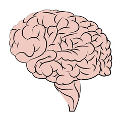 human brain organ think health vector illustration