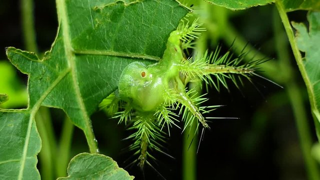 Nettle Caterpillar (Parasa lepida) biting leaves in tropical rain forest. 