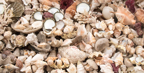 seashell