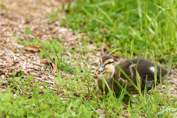 Baby mallard duck walking in the grass
