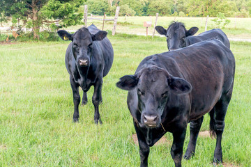 Three Texas Black Angus Cows