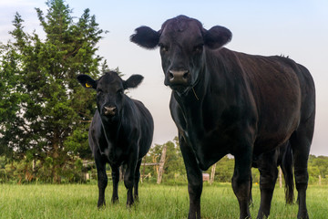 Two Texas Black Angus cows - obrazy, fototapety, plakaty