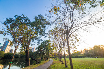 City park sunset blue sky with yellow light and pond