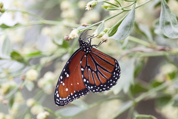 Queen Butterfly with wildflower bloom on natural landscape