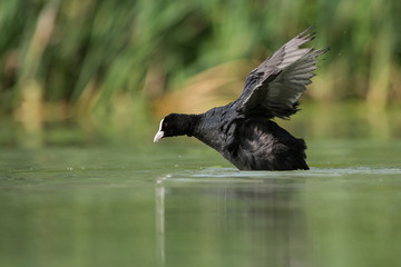 Eurasian Coot, Coot, Fulica atra