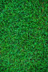 Green grass background from above