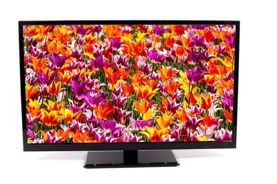 Flat screen TV with tulip field in the screen isolated on white.
