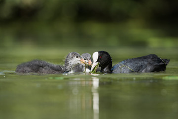 Eurasian Coot, Coot, Fulica atra - nestling