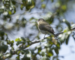 Red-eyed Vireo perching bird in natural landscape