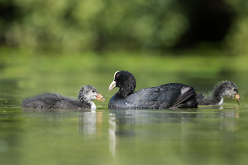 Eurasian Coot, Coot, Fulica atra - nestling