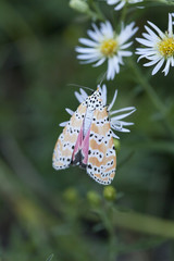 Rattlebox Moth with wildflower bloom on natural landscape