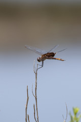 Red Saddlebag Dragonfly on natural landscape