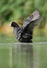 Eurasian Coot, Coot, Fulica atra