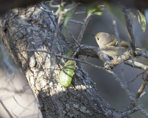 Ruby-crowned Kinglet bird in a natural landscape