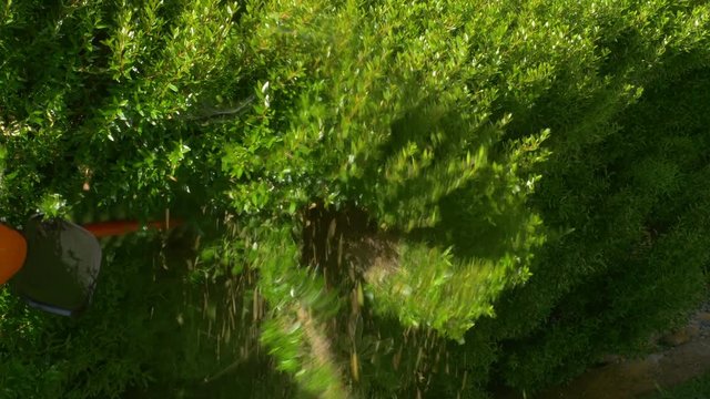 Hedge Trimming With Electrical Tool Two Shots.