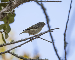 Ruby-crowned Kinglet bird in a natural landscape