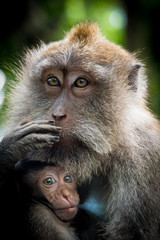 Obraz premium Female macaque monkey with cub at Monkey Forest, Bali, Indonesia