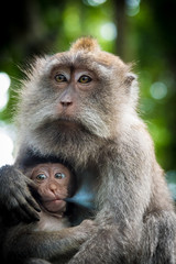 Female macaque monkey with cub at Monkey Forest, Bali, Indonesia
