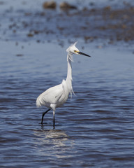 Snowy Egret in a natural landscape