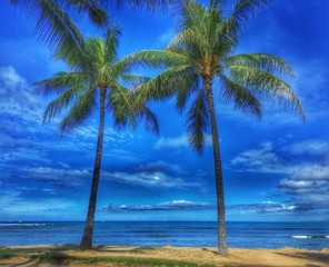 Fototapeta na wymiar Palms at Waikiki Beach