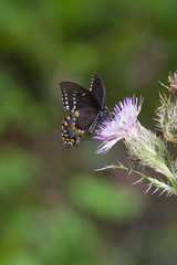 Fototapeta premium Spicebush Swallowtail Butterfly on Pink Thistle flower bloom on natural landscape