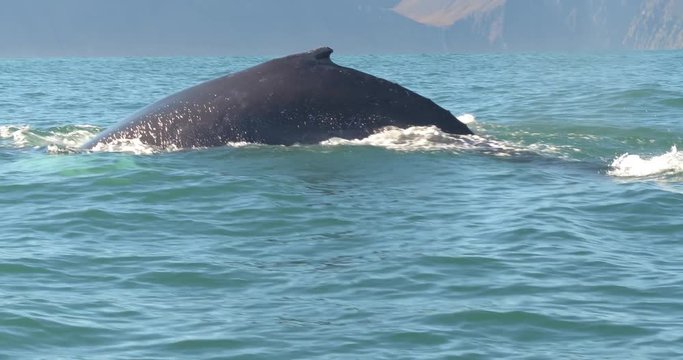 ICELAND &ndash; SEPTEMBER 2016 : Video shot of whale coming up from water on a beautiful day