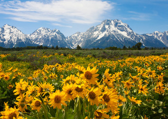 Wildflowers at the Grand Tetons © Kevin Carden