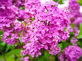 Spring purple lilac flowers. Nature macro, spring summer background