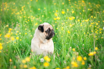 dog pug sitting on grass in summer