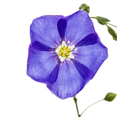 Blue flower of flax, isolated on white background