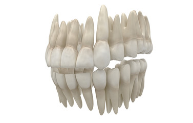 Denti Umani, Dentista, Dentizione, Anatomia © LaCozza