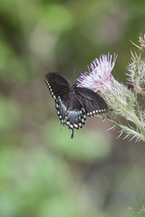 Spicebush Swallowtail Butterfly on wildflower bloom on natural landscape